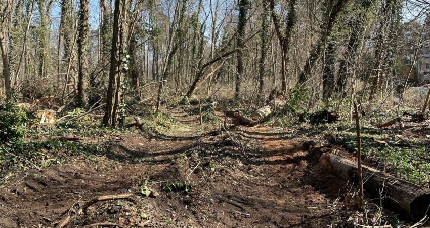 Das Foto zeigt einen Wald mit einer Fahrschneise und vielen abgebrochenen Ästen. Am Rand des Fahrtweges liegen abgesägte Baumstämme.